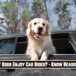 Why Dogs Enjoy Car Rides? - Know Reasons