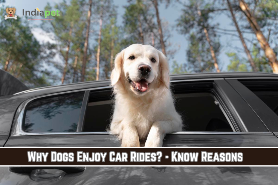 Why Dogs Enjoy Car Rides? - Know Reasons