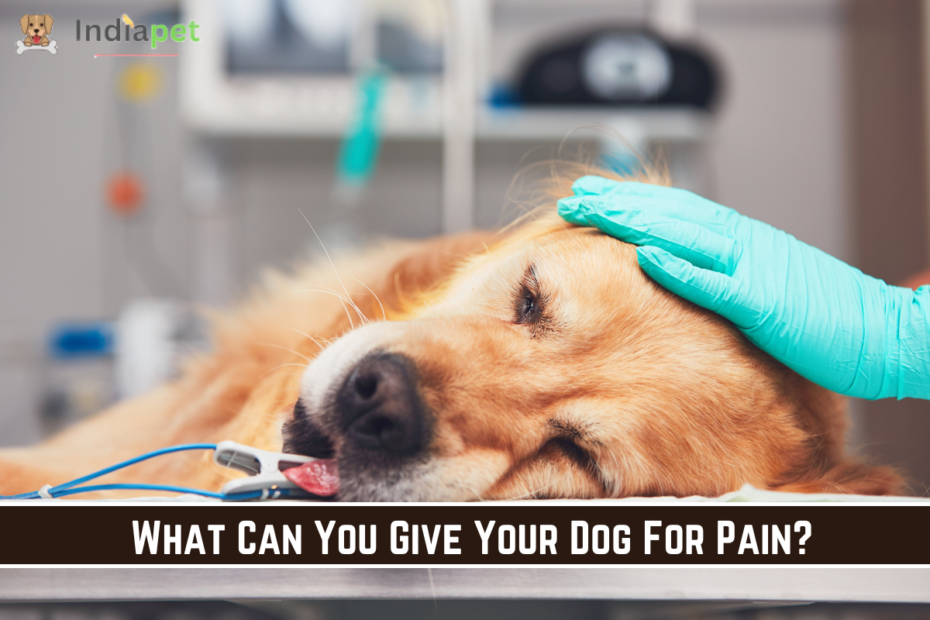 What Can You Give Your Dog For Pain?