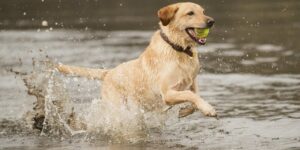5 Furry Facts About Labrador Retrievers You Probably Didn't Know