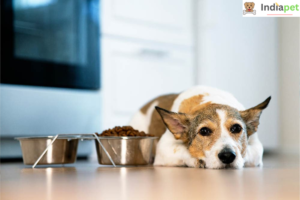 What to Give Dogs for Upset Stomach