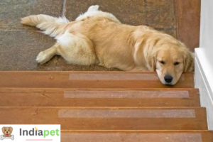 Why Some Dogs Are Afraid Of Stairs & Ways to Help them Overcome it