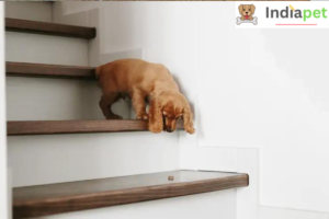 Why Some Dogs Are Afraid Of Stairs & Ways to Help them Overcome it