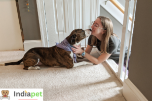 Why Some Dogs Are Afraid Of Stairs & Ways to Help them Overcome it