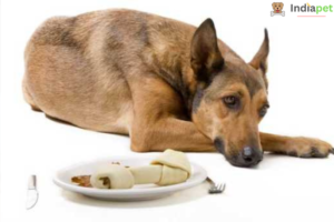 What to Give Dogs for Upset Stomach