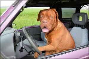 Why Dogs Enjoy Car Rides? - Know Reasons