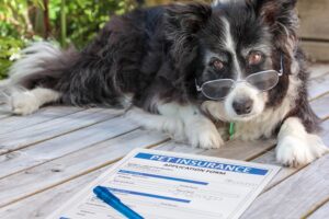 When Should I Get Pet Insurance?