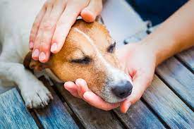 What Can You Give Your Dog For Pain?
