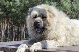 Russian Bear Dog Breed Size And Complete Information