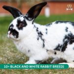 Black and White Rabbit Breed