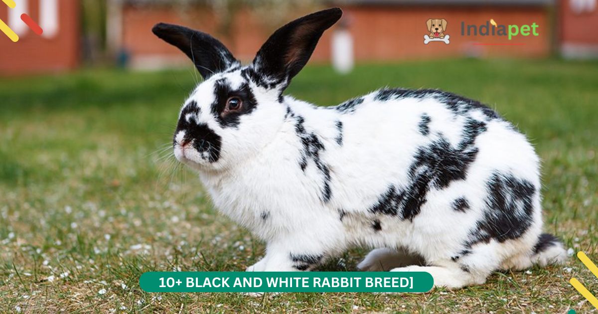 Black and White Rabbit Breed