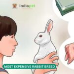 Most Expensive Rabbit Breed