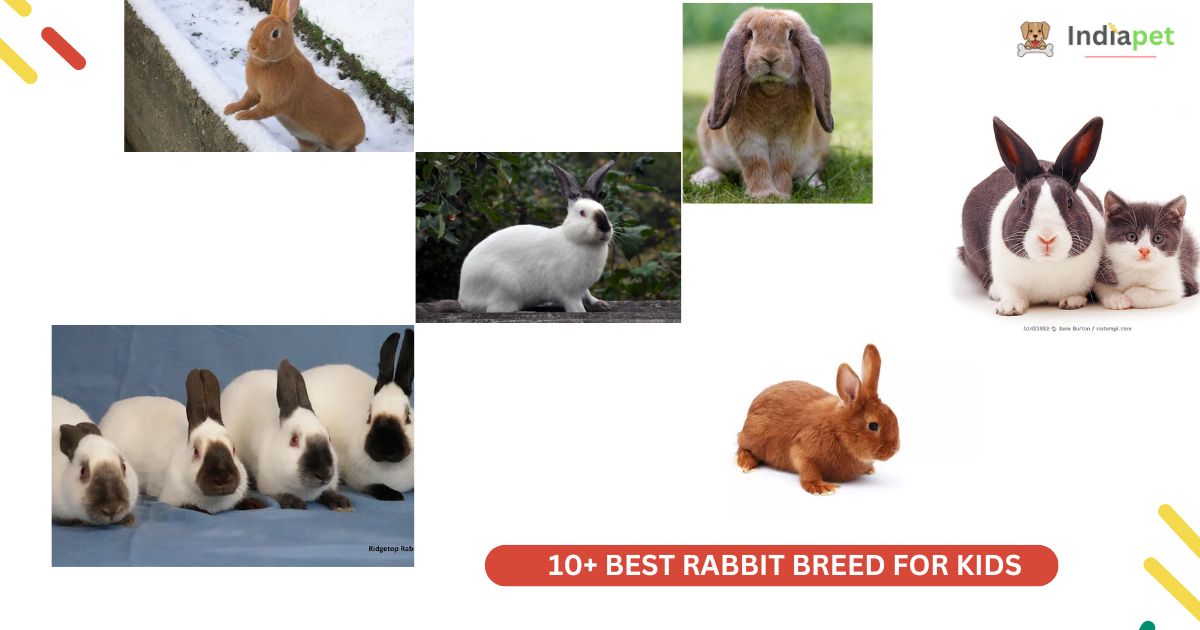 best rabbit Breed for kids