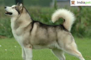 Top 10 Wolf Dog Breeds in the World