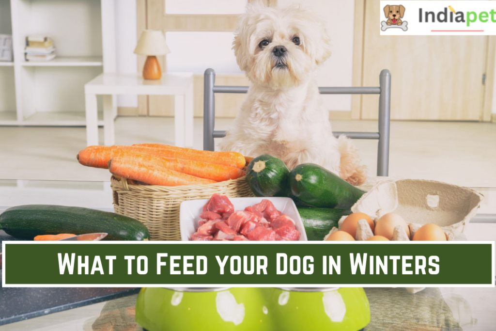 What to Feed your Dog in Winters