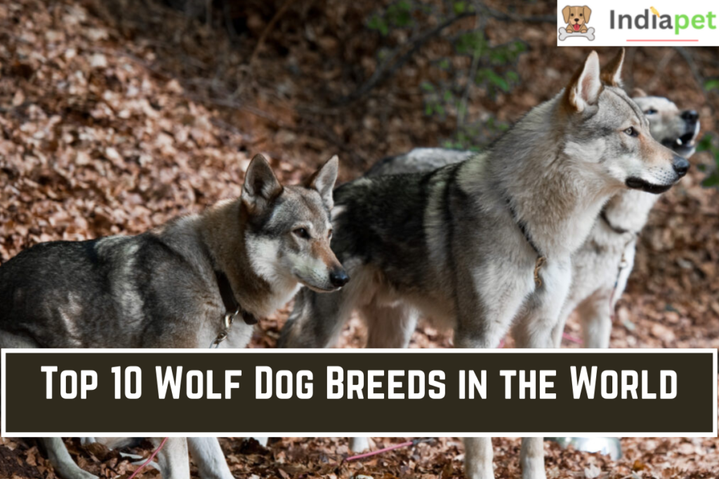 Top 10 Wolf Dog Breeds in the World