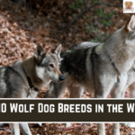 Top 10 Wolf Dog Breeds in the World