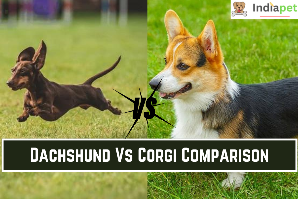 Dachshund Vs Corgi Comparison