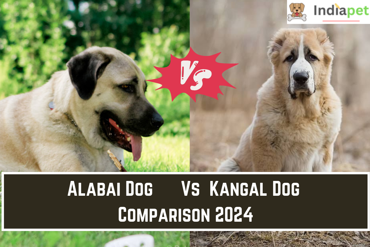 Alabai Dog Vs Kangal Dog Comparison 2024 - India Pet