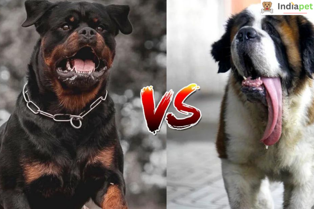 Rottweiler Vs Saint Bernard Comparison