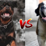 Rottweiler Vs Saint Bernard Comparison