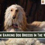 10 Low Barking Dog Breeds In The World