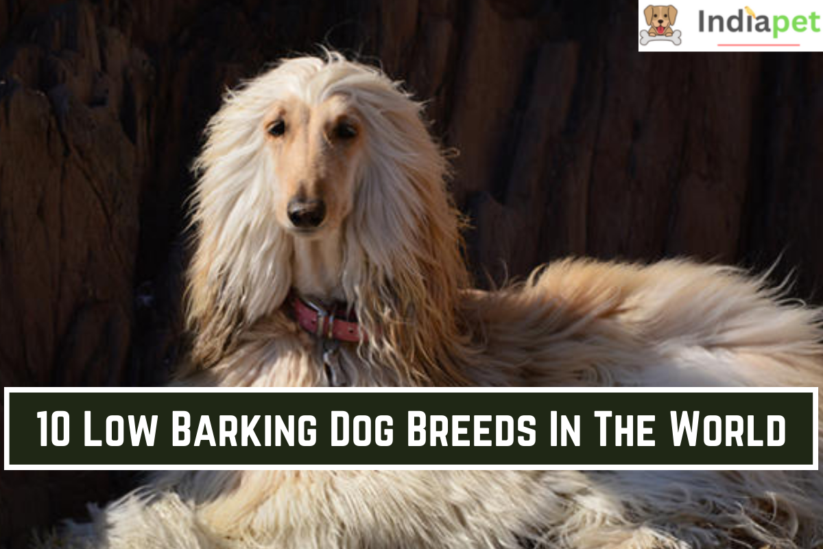 10 Low Barking Dog Breeds In The World