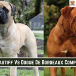 Bullmastiff Vs Dogue De Bordeaux Comparison