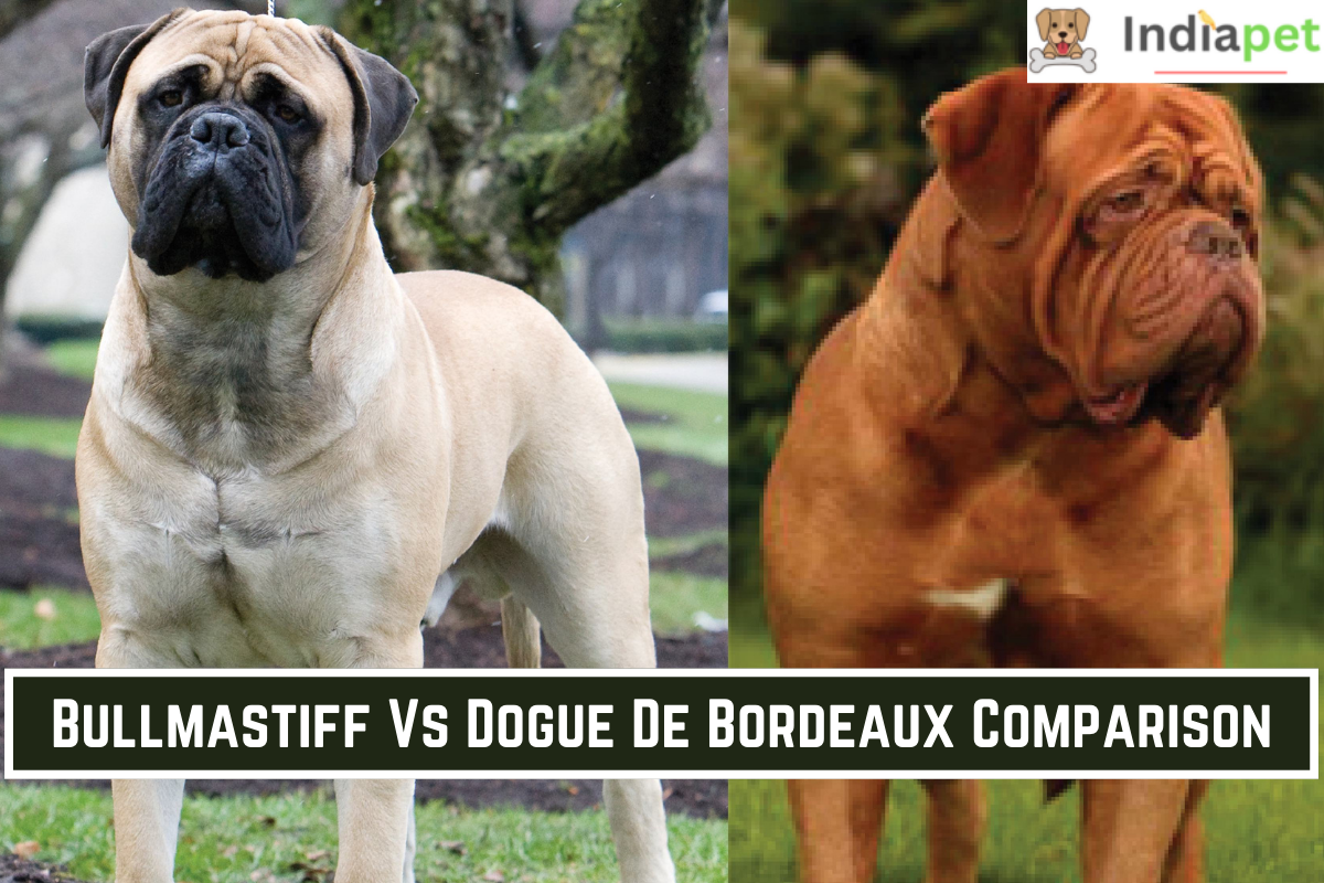 Bullmastiff Vs Dogue De Bordeaux Comparison