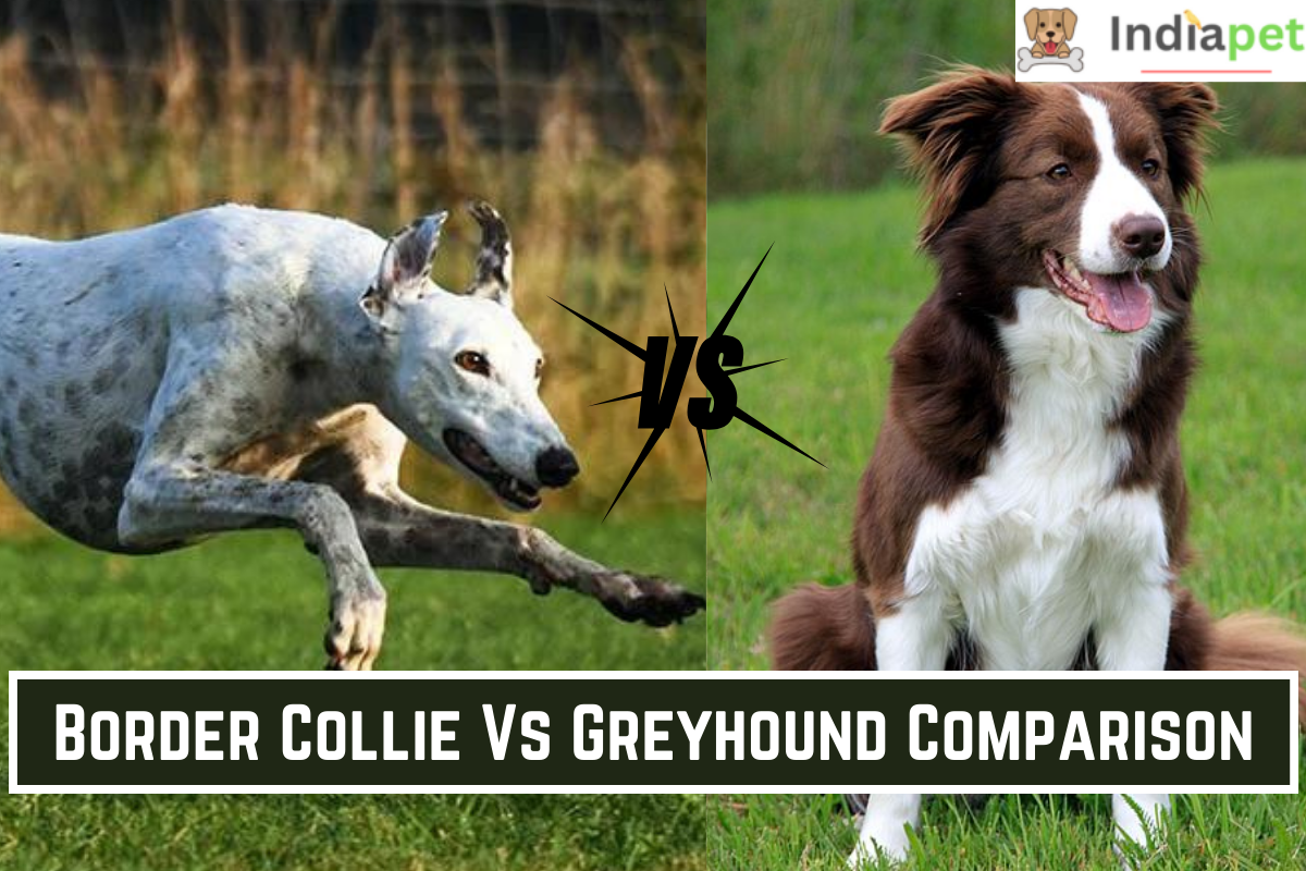 Border Collie Vs Greyhound Comparison