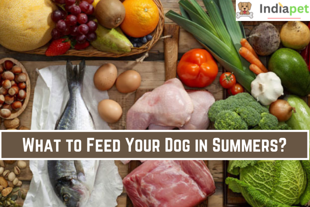 What to Feed Your Dog in Summers?