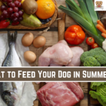 What to Feed Your Dog in Summers?