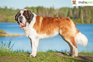 The 10 Dog Breeds With The Shortest Lifespan