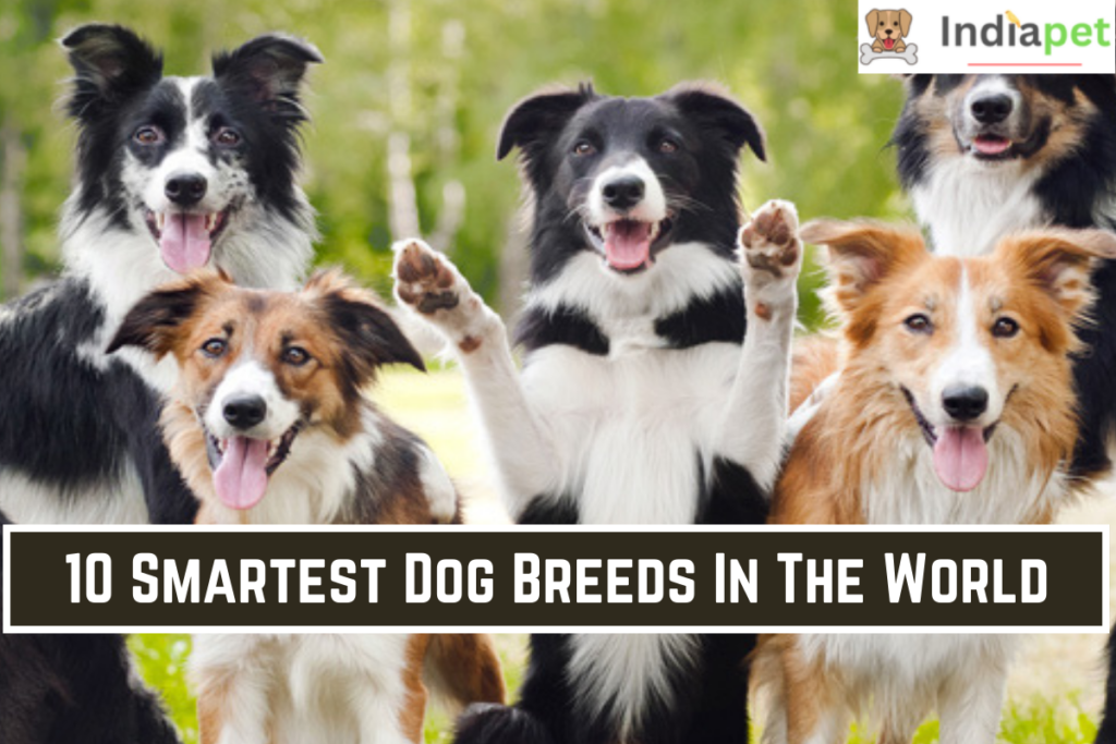 10 Smartest Dog Breeds In The World