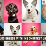 The 10 Dog Breeds With The Shortest Lifespan