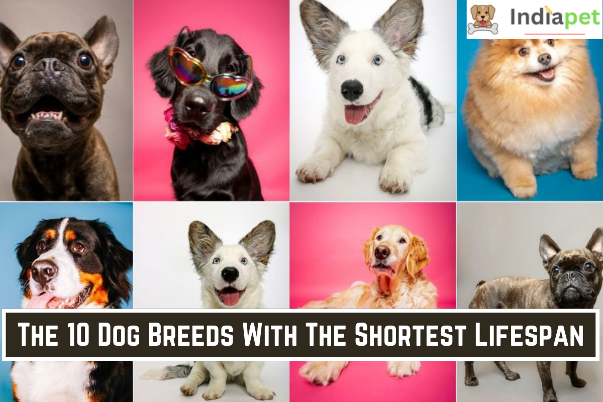 The 10 Dog Breeds With The Shortest Lifespan