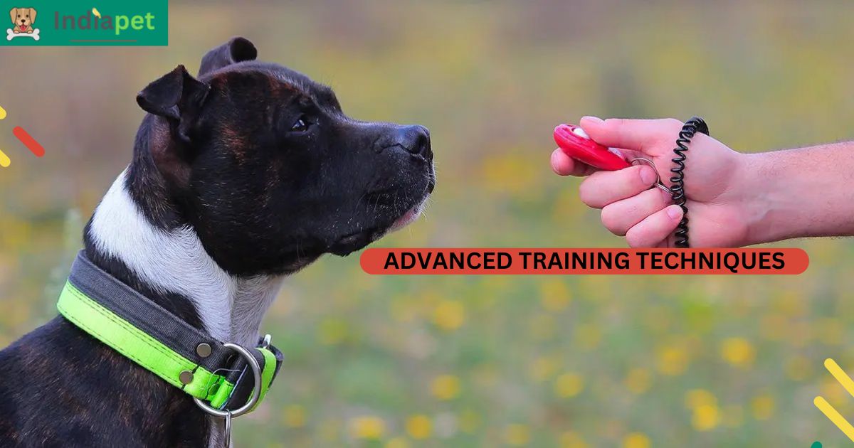 Advanced Training Techniques for dog