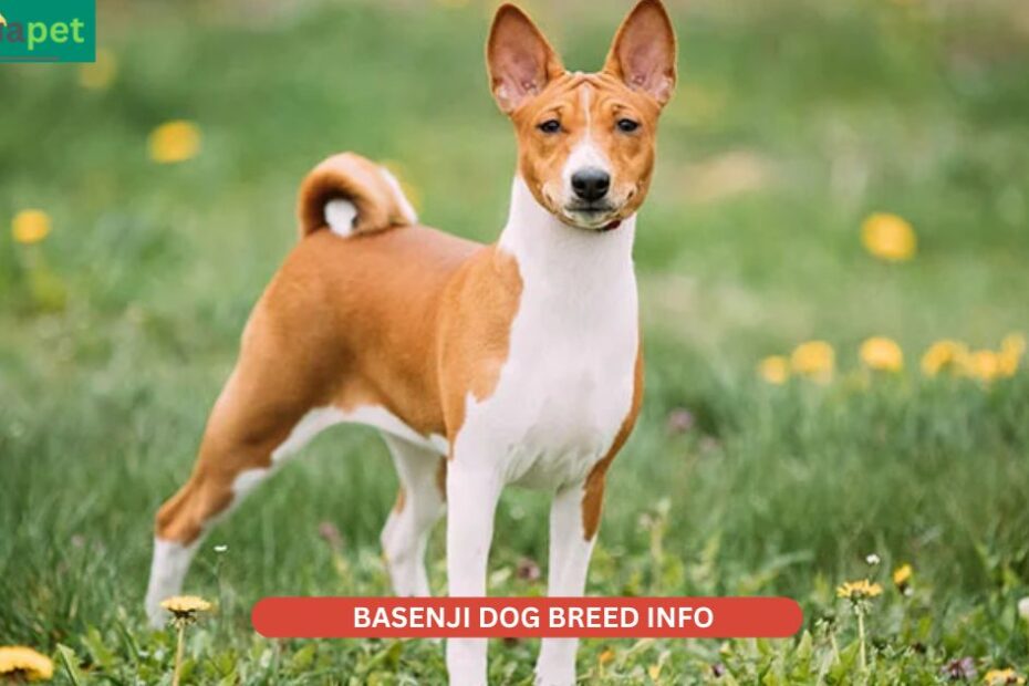 Basenji dog breed info
