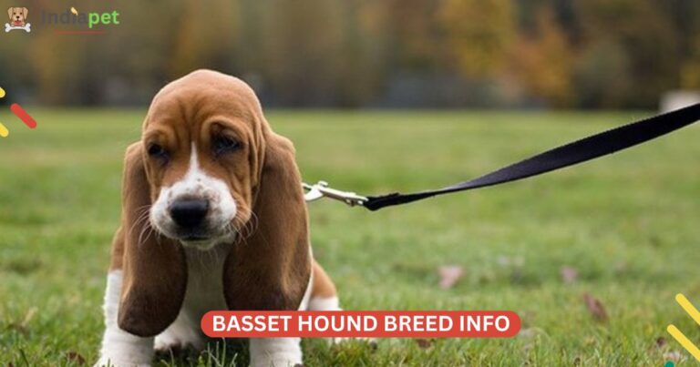 Basset Hound Breed Info, History, Images, Size & More [Update 2024 ...