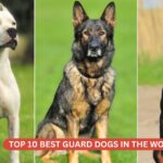 Best Guard Dogs in the World