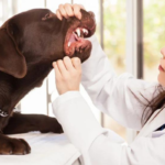 How Many Teeth Do Dogs Have? Learn How To Care For Them