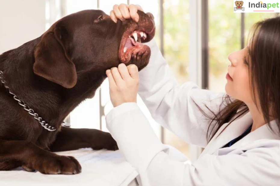 How Many Teeth Do Dogs Have? Learn How To Care For Them