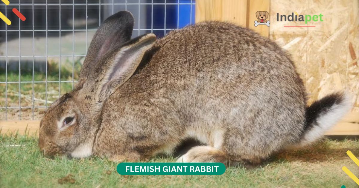 Flemish Giant Rabbit