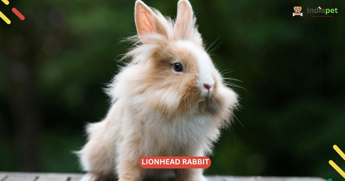 10+ Most Expensive Rabbit Breed with Picture [Update 2024] - India Pet