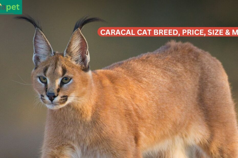The Caracat is a cat breed, or cat species