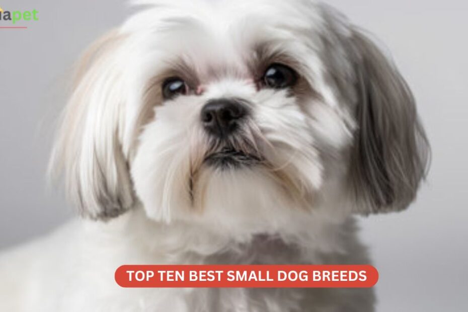 Top Ten Best Small Dog Breeds