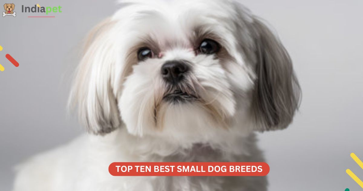 Top Ten Best Small Dog Breeds [update 2024] - India Pet