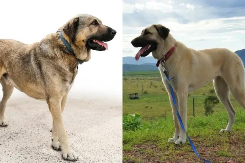 Alabai Dog Vs Kangal Dog Comparison 2024