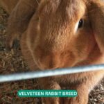 velveteen rabbit breed size