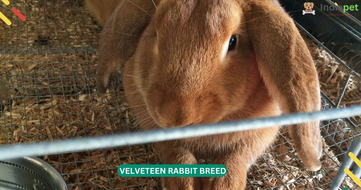 Velveteen Rabbit Breed, Size, Age, History & More [Update 2024] - India Pet